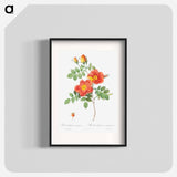 Austrian Copper Rose - Pierre Joseph Redouté Poster.