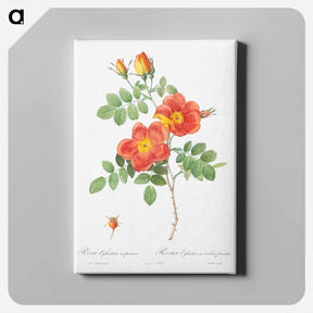 アートパネル-Austrian Copper Rose - ピエール ジョゼフ ルドゥーテ Canvas.