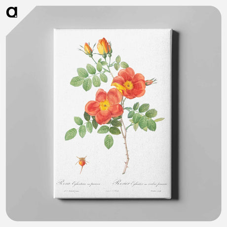 アートパネル-Austrian Copper Rose - ピエール ジョゼフ ルドゥーテ Canvas.
