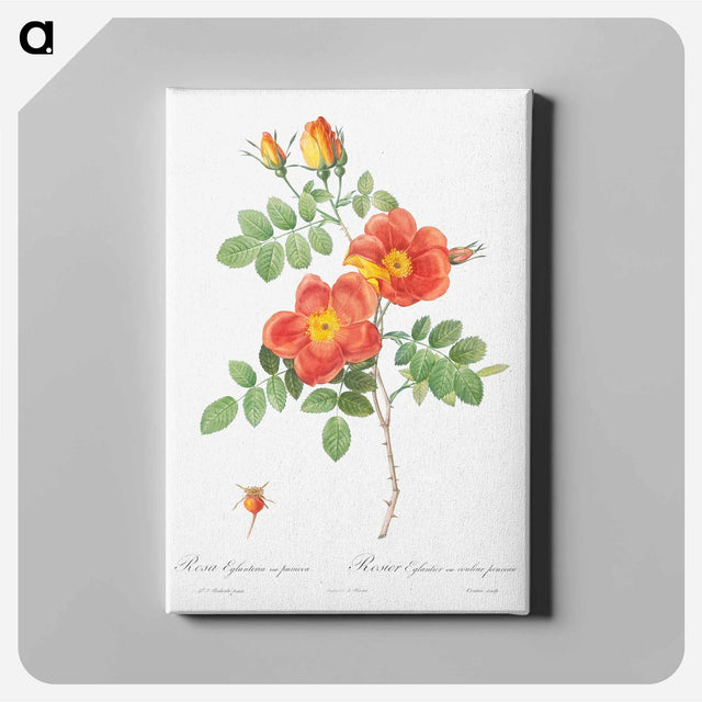 アートパネル-Austrian Copper Rose - ピエール ジョゼフ ルドゥーテ Canvas.