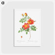アートポストカード-Austrian Copper Rose - ピエール ジョゼフ ルドゥーテ Postcard.