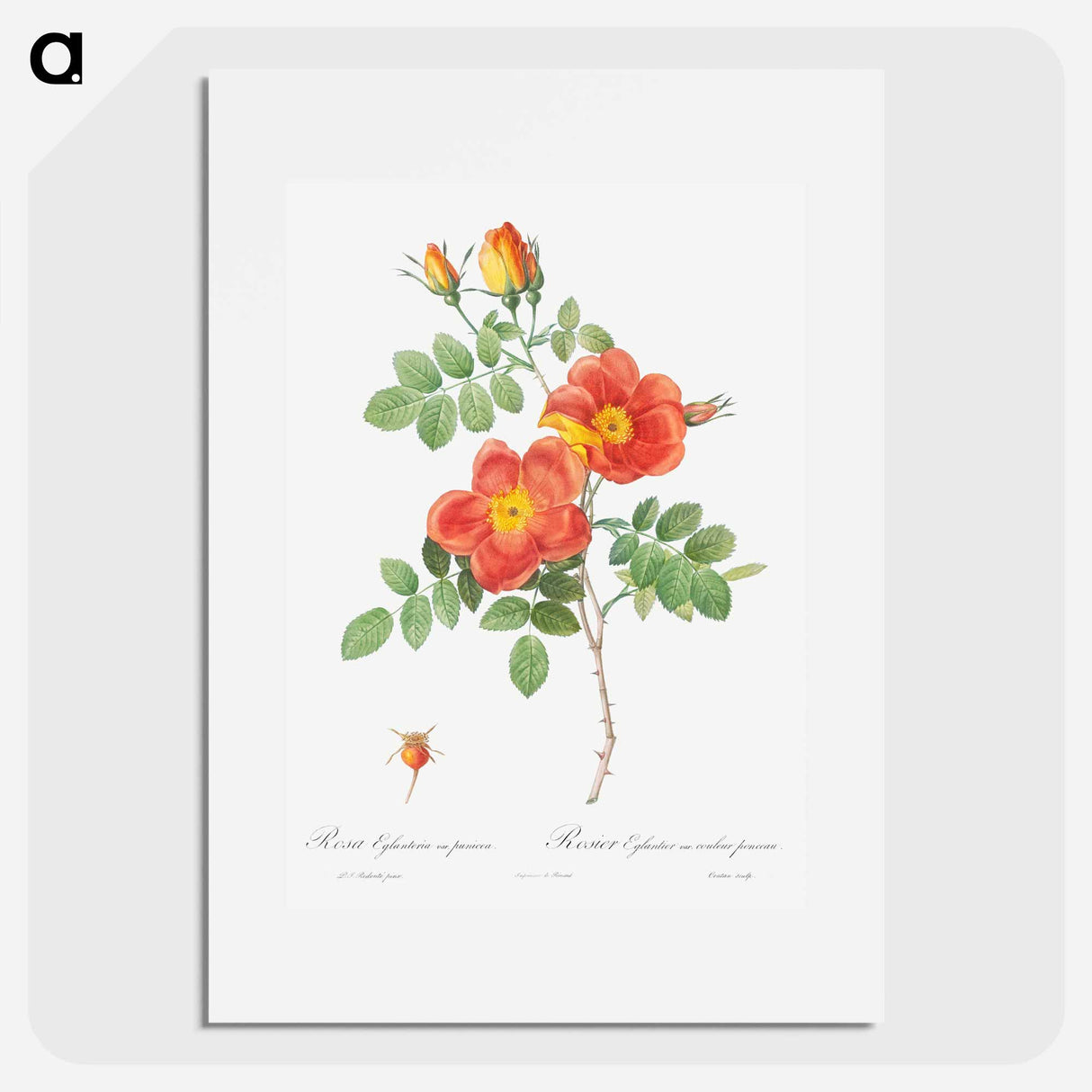 Austrian Copper Rose - Pierre Joseph Redouté Poster.