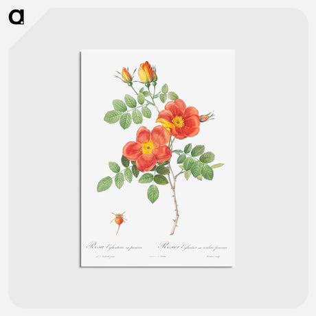 アートポストカード-Austrian Copper Rose - ピエール ジョゼフ ルドゥーテ Postcard.