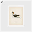 アートポストカード-Black-throated Loon
 - スヴェンスカ フォグラル Postcard.