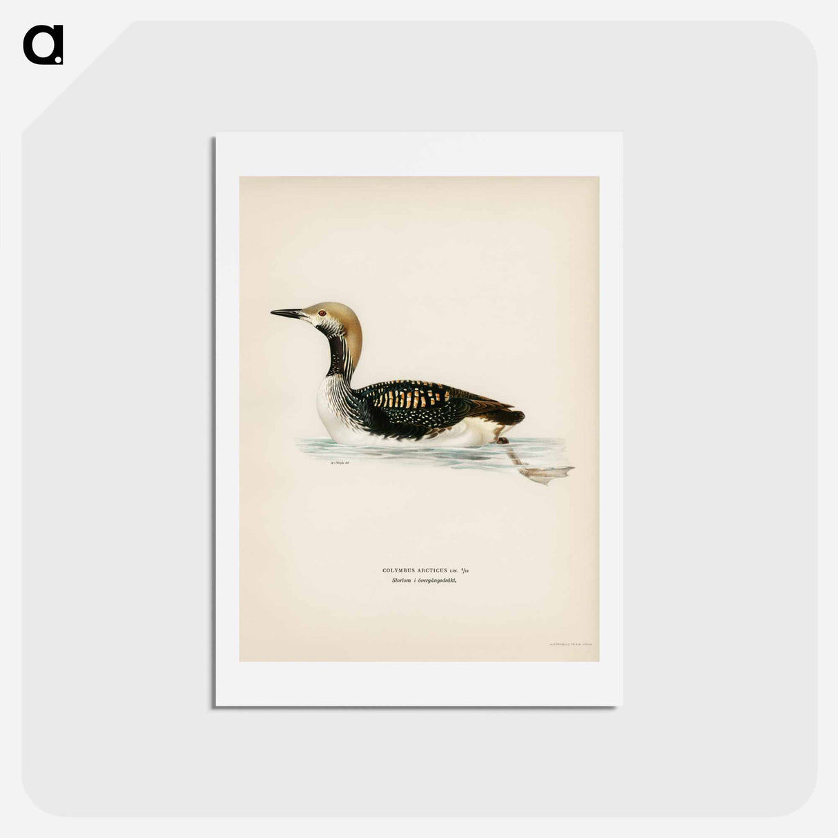 アートポストカード-Black-throated Loon
 - スヴェンスカ フォグラル Postcard.