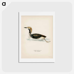 アートポストカード-Black-throated Loon
 - スヴェンスカ フォグラル Postcard.