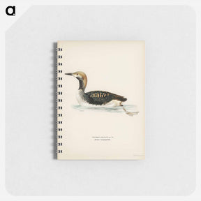 アートメモ帳-Black-throated Loon
 - スヴェンスカ フォグラル Memo.