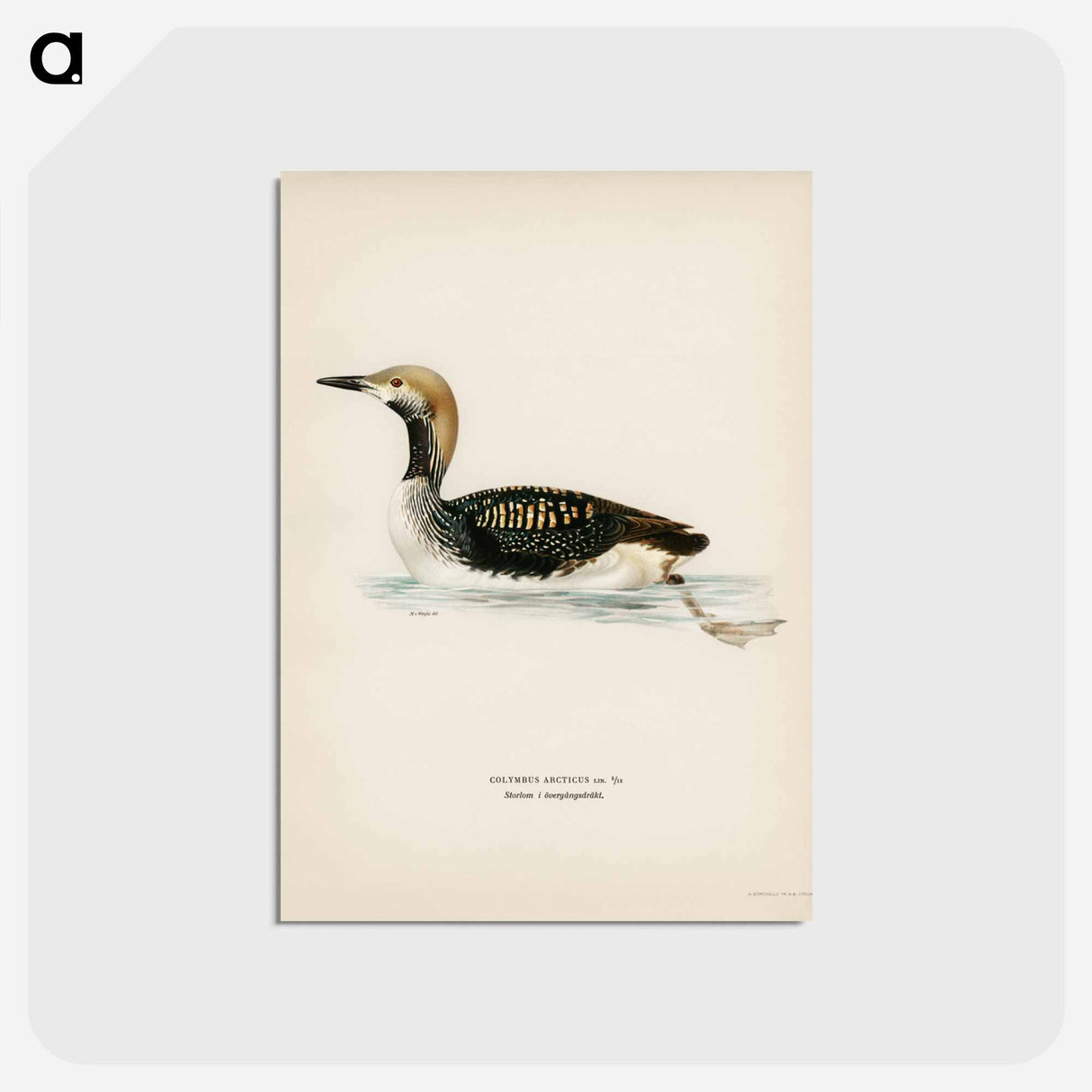 アートポストカード-Black-throated Loon
 - スヴェンスカ フォグラル Postcard.