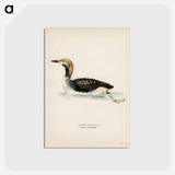 アートポストカード-Black-throated Loon
 - スヴェンスカ フォグラル Postcard.