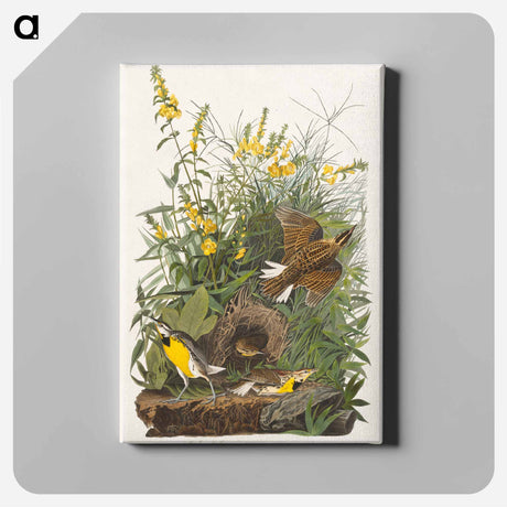 アートパネル-Meadow Lark from Birds of America
 - アメリカの鳥たち Canvas.