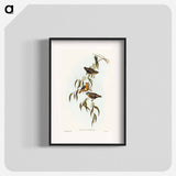 Spotted Pardalote
 - オーストラリアの鳥 Poster.