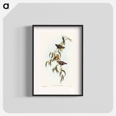 アートポスター-Spotted Pardalote
 - オーストラリアの鳥 Poster.