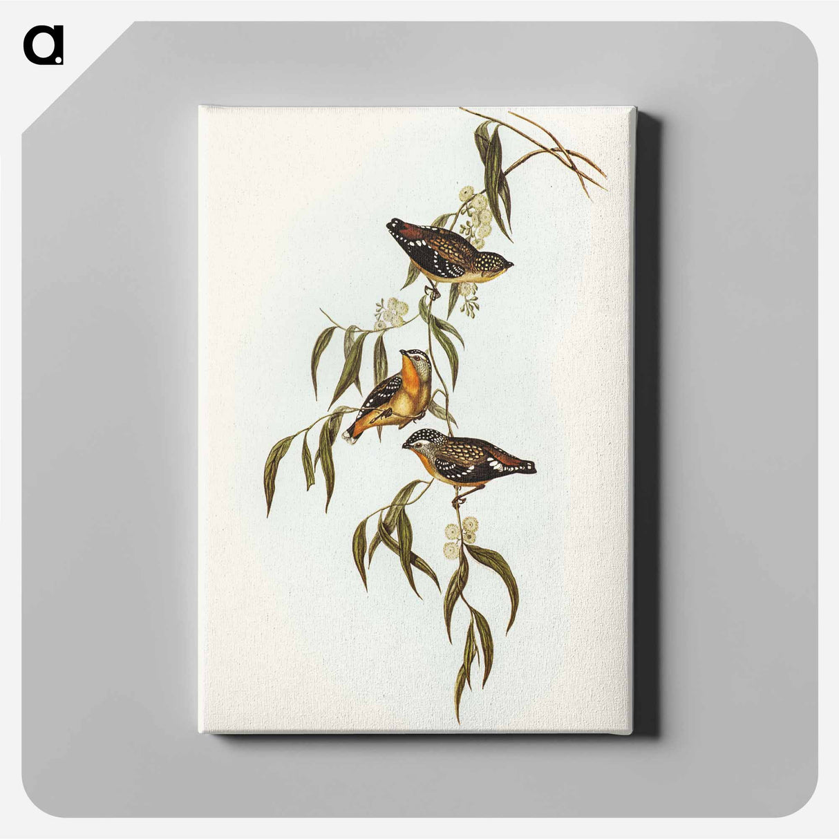 Spotted Pardalote
 - オーストラリアの鳥 Canvas.