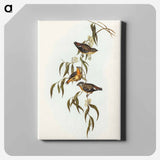 Spotted Pardalote
 - オーストラリアの鳥 Canvas.