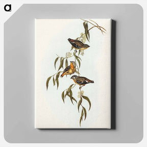 アートパネル-Spotted Pardalote
 - オーストラリアの鳥 Canvas.