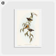 アートポストカード-Spotted Pardalote
 - オーストラリアの鳥 Postcard.