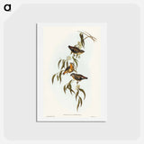 アートポストカード-Spotted Pardalote
 - オーストラリアの鳥 Postcard.