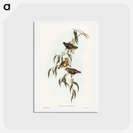 アートポストカード-Spotted Pardalote
 - オーストラリアの鳥 Postcard.