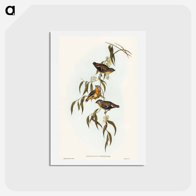 アートポストカード-Spotted Pardalote
 - オーストラリアの鳥 Postcard.