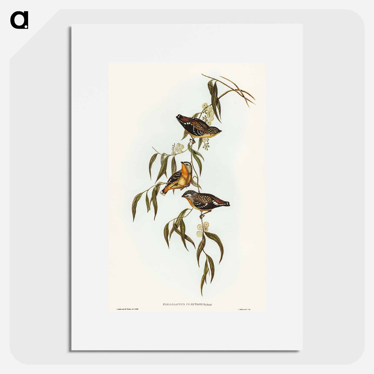 アートポスター-Spotted Pardalote
 - オーストラリアの鳥 Poster.