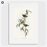 アートポスター-Spotted Pardalote
 - オーストラリアの鳥 Poster.