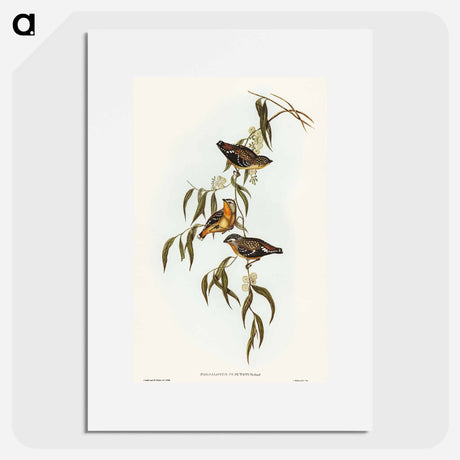 アートポスター-Spotted Pardalote
 - オーストラリアの鳥 Poster.
