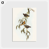 アートポストカード-Spotted Pardalote
 - オーストラリアの鳥 Postcard.