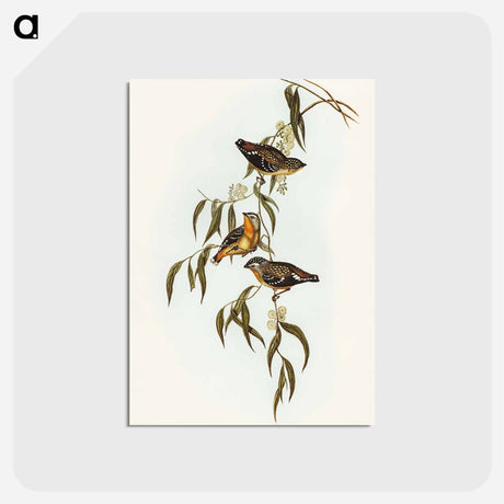 アートポストカード-Spotted Pardalote
 - オーストラリアの鳥 Postcard.