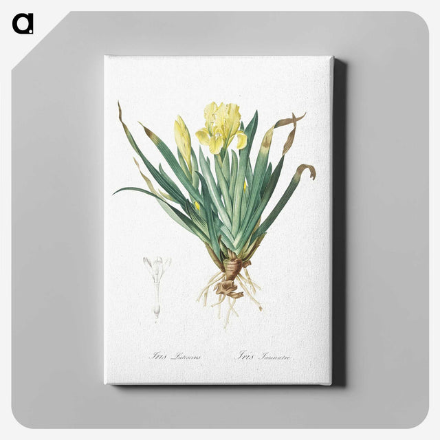 2-73_The-Lilies_canvas