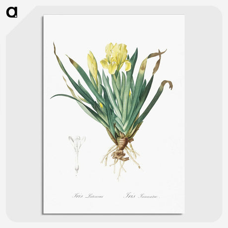 2-73_The-Lilies_picture-crop