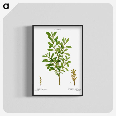 2-73_Treatise-on-Trees-and-Shrubs_blk-crop