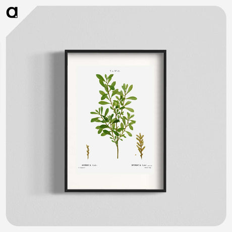 2-73_Treatise-on-Trees-and-Shrubs_blk
