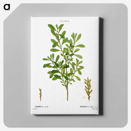 2-73_Treatise-on-Trees-and-Shrubs_canvas