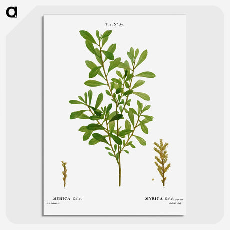 2-73_Treatise-on-Trees-and-Shrubs_picture-crop