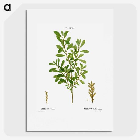 2-73_Treatise-on-Trees-and-Shrubs_picture