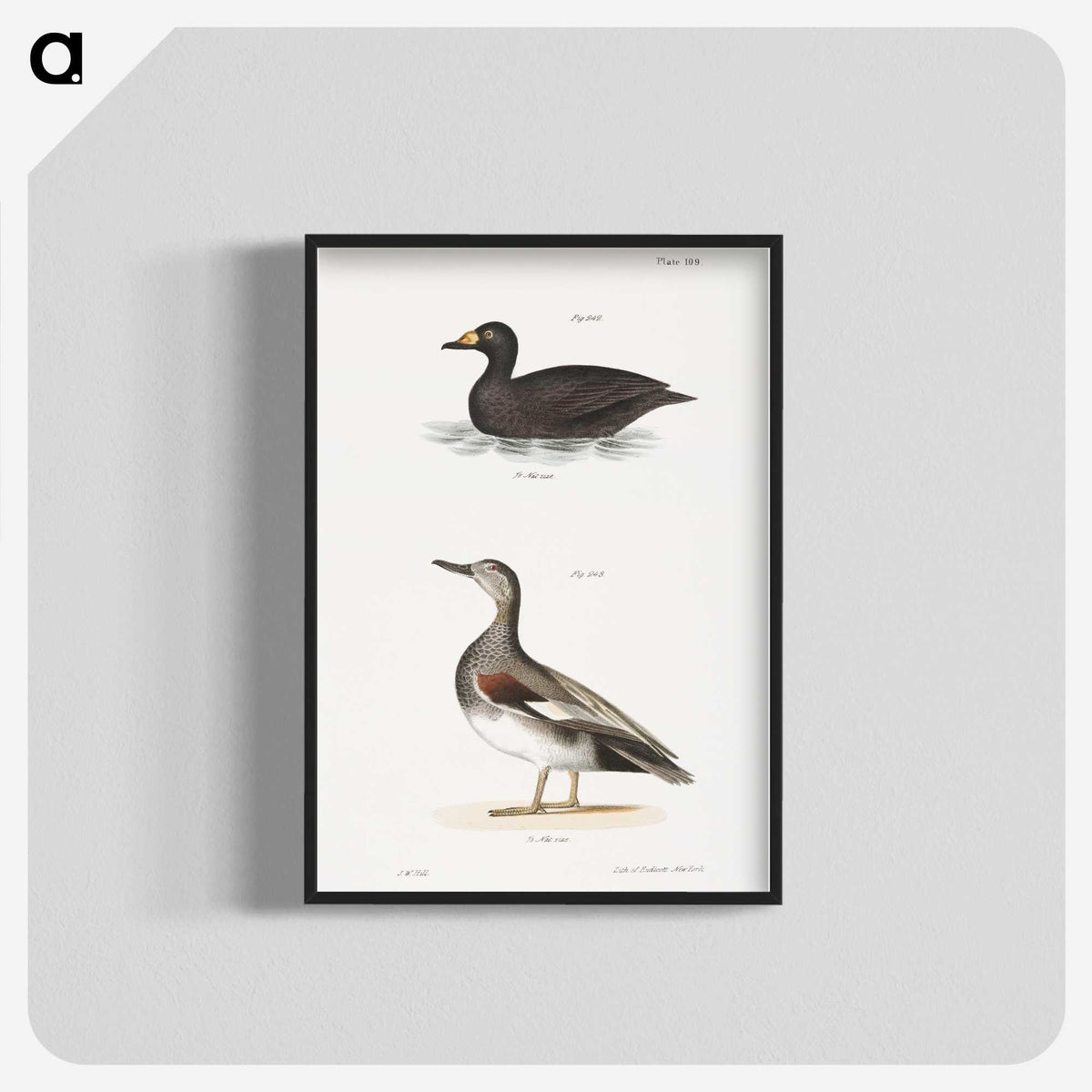 2-73_Zoology-of-New-York_blk-crop