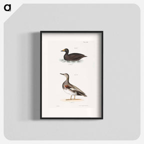 アートポスター-Broad-billed Coot (Fuligula americana)  Grey Duck (Anas strepera) illustration from Zoology of New York by - ニューヨークの動物学 Poster.