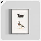 2-73_Zoology-of-New-York_blk