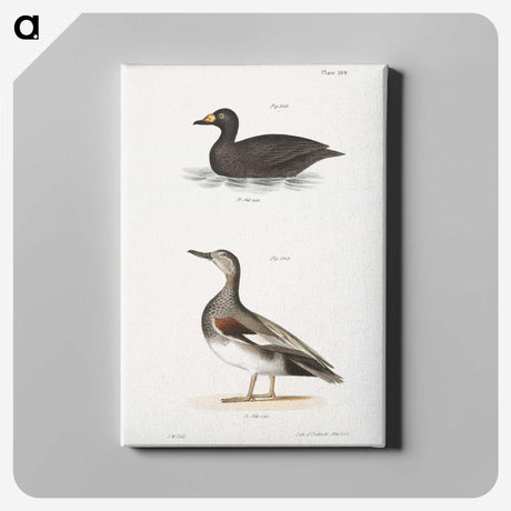 2-73_Zoology-of-New-York_canvas