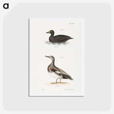 2-73_Zoology-of-New-York_hagaki