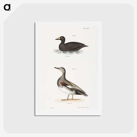 2-73_Zoology-of-New-York_hagaki