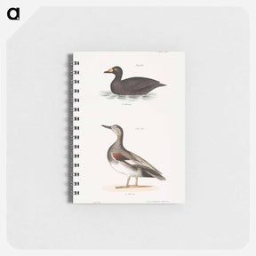 アートメモ帳-Broad-billed Coot (Fuligula americana)  Grey Duck (Anas strepera) illustration from Zoology of New York by - ニューヨークの動物学 Memo.