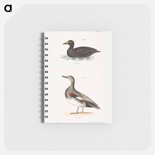 Broad-billed Coot (Fuligula americana)  Grey Duck (Anas strepera) illustration from Zoology of New York by - ニューヨークの動物学 Memo.