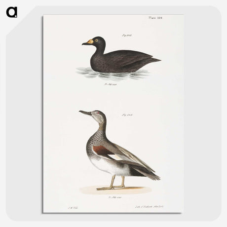 2-73_Zoology-of-New-York_picture-crop