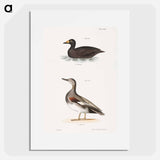 Broad-billed Coot (Fuligula americana)  Grey Duck (Anas strepera) illustration from Zoology of New York by - ニューヨークの動物学 Poster.