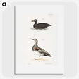 2-73_Zoology-of-New-York_picture