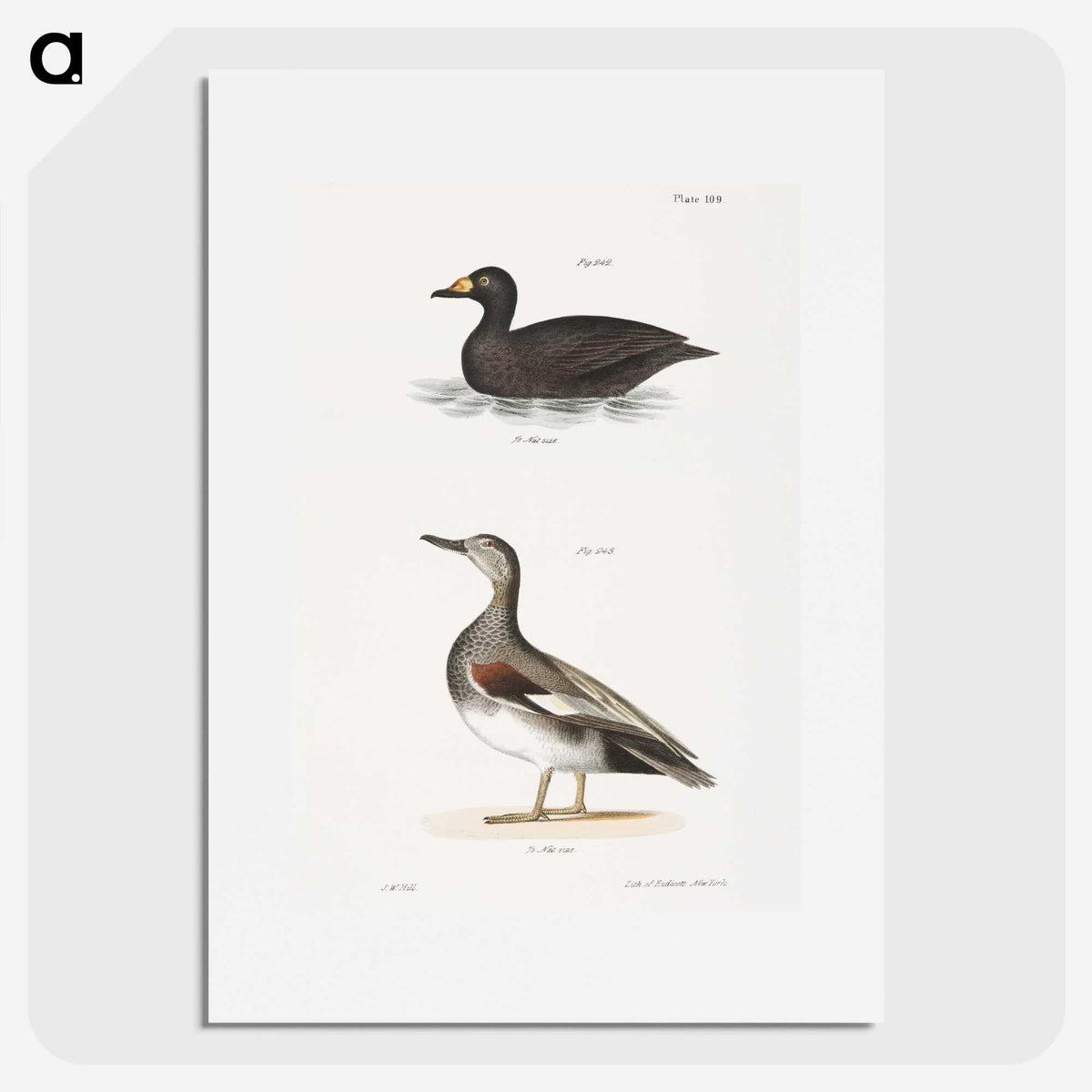 2-73_Zoology-of-New-York_picture