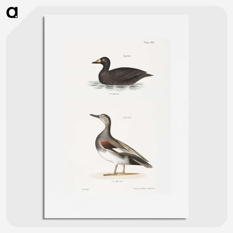 2-73_Zoology-of-New-York_picture