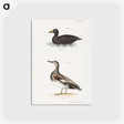 2-73_Zoology-of-New-York_postcard