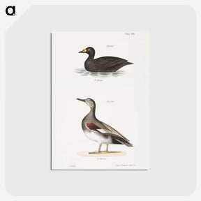2-73_Zoology-of-New-York_postcard
